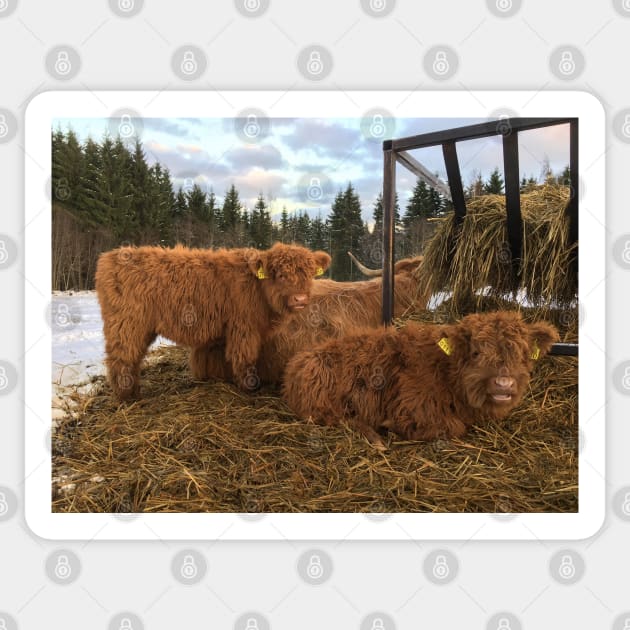 Scottish Highland Cattle Calves 1616 Sticker by SaarelaHighland